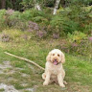 Meet your Posher, Chaz
